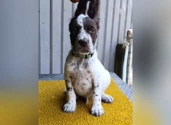 English setter Welpen (3 Rüden, 2 Hündinnen)