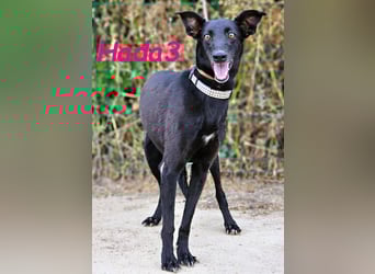 Hada3 geb. 05/2019 (ESP) - zuneigungsvolle und anhängliche Galgo-Mix Hündin!