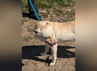Pihe, geboren 01.06.2023, 43cm sucht ihre Menschen