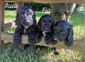 Schwarze Cockerdoodle Perlen