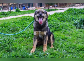 Roslyn, Mix Collie / Schäferhund, lieb und verträglich