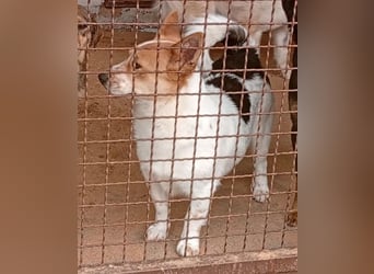 ❤️ süßer kleiner Stenz PABLO - 3 Jahre, 30cm - Corgi-Jack-Russel-Mix