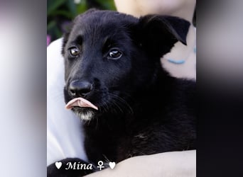 Drei wunderschöne belgische Schäferhundwelpen suchen ein Zuhause