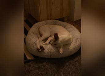 Barbi, sucht dringend einen neuen Platz