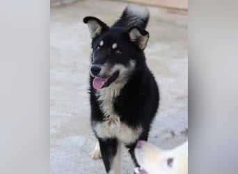 Husky-Mix-Rüde ♥Khan♥ fit, freundlich + klug