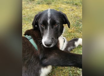 Zephyr sucht ein aktives Zuhause mit Abenteurern