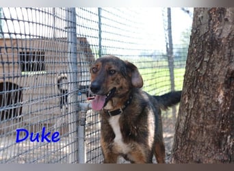 Duke 02/2021 (GRC) - dringend Pflegestelle oder Zuhause gesucht!