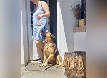 Molly sucht ein liebevolles Zuhause