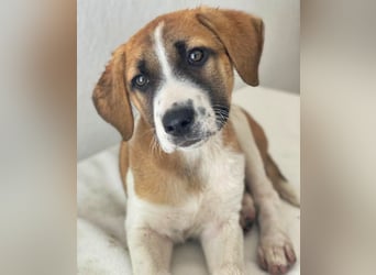 Juno, geb. 03/2025, lebt in GRIECHENLAND, im städt. Tierheim Serres