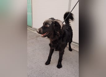 liebevoller Maxi