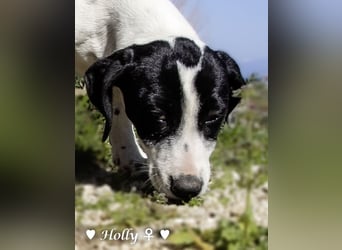 Holly und Hank  suchen ab sofort ein Zuhause