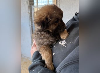Ben ❤️ schmusiger, verspielter Welpenbub