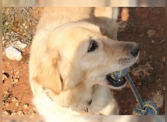 Tolle, liebevolle, aktive Traumhündin Nika, Golden Retriever