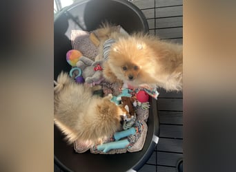 Zuckersüße Pomerania / zwergspitz Welpen