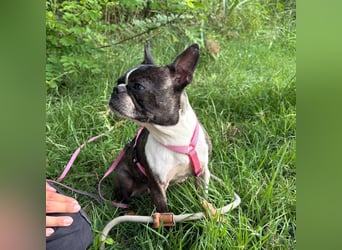 Venus - Klein, klug, kuschelig: Boston Terrier Lady auf der Suche nach Liebe ❤️