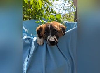 Roy Welpe Epagneul Breton / Schäferhund Mischling Rüde Junghund sucht Zuhause