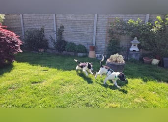 Loki – kleiner Abenteurer mit großem Herz sucht sein Für-Immer-Zuhause