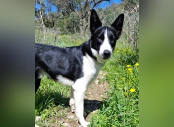 Baloo sucht ein liebevolles Zuhause