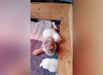 Golden Retriever Welpen