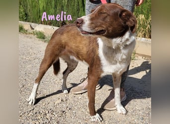Amelia 08/2018 (ESP) - bezaubernde, ausgeglichene und soziale Hütehund-Mix Hündin!