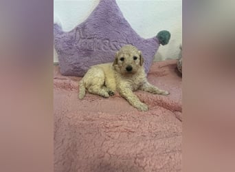 Wunderschöne Goldendoodle Welpen zu verkaufen Abgabe frühestens ab 06.12.24