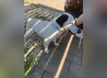 ZIGGY ca. 14 J. trauriger JRT-Rüde sucht Rentnerplätzchen