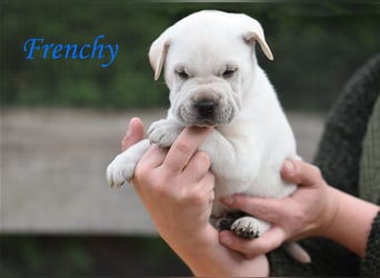 wunderschöne Shar Pei x Labrador Mix Welpen suchen Traumzuhause