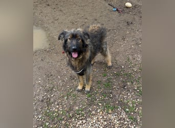 Wuscheliger Grey sucht seine Familie