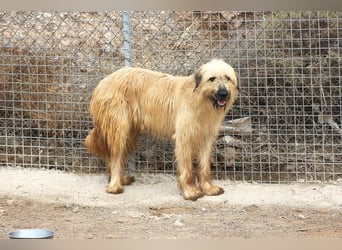 Nori, Briard-Gos d atura Mix Bube sucht ländliches Körbchen