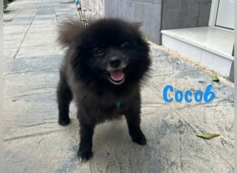 Coco6 09/2019 (in Deutschland) - Pomeranian Zwergspitz Mix sucht verantwortungsvolle Menschen!