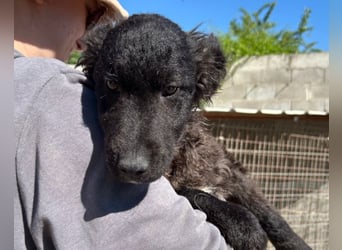 Flynn ❤️ offener, verspielter Welpenjunge