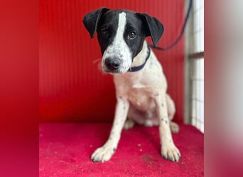 ❤️ zarte Hundeseele SAMMY - 8 Monate, 40cm/11kg - Mischling
