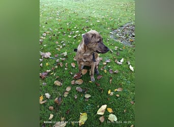 2 bildhübsche Labrador/Australian Shepherd- Harzer Fuchs Mix Mädels