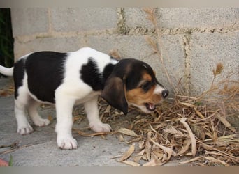 MICKY-ruhiges, freundliches, neugierig, gelassenes Hundemädchen sucht ihr liebevolles Zuhause