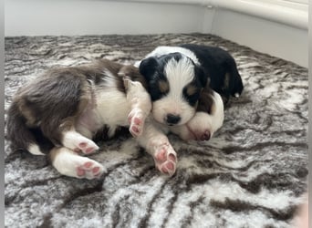 Mini American Shepherd / Mini Aussie