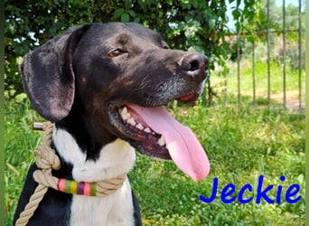 Jeckie geb. ca. 01/2021 (GRC) - ausgeglichener, lieber und wunderschöner Rüde!