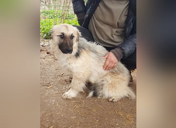 ♥FRODO♥ wunderschöner, noch unsicherer kleiner Rüde mit beige-grauem, lockigen weichen Fell 34 cm