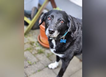 Dhalia - auf PS in 53797 Lohmar - liebe, freundliche Hundedame