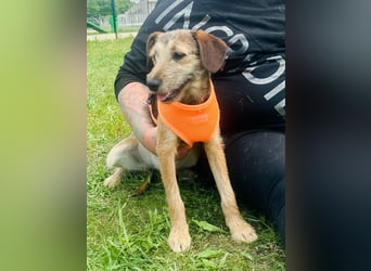 Tango BR – Fröhliches Hundemädchen auf dem Weg ins Glück