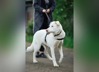 Wunderschöne BJANKA sucht ein für-immer-Zuhause