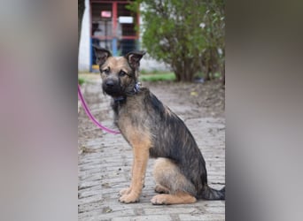 Jamie - ein toller, freundlicher, neugieriger Junghund