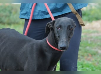 Sirius  Black - ein Stern sucht sein Glück
