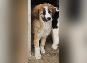 Zarina, geb. ca. 01/2025, lebt in GRIECHENLAND, im städt. Tierheim Serres