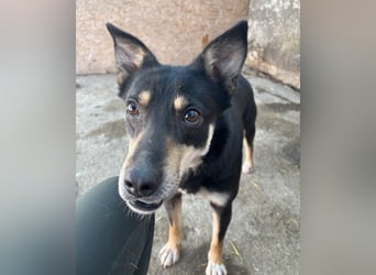 FENJA, Hündin, 3,5 Jahre, 43cm, Mischling, Tierschutz