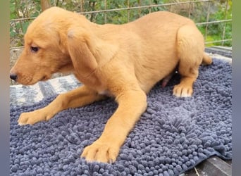 Kimbo ❤️ verspielter Labi-Bracke-Mix Bub