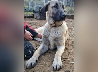 Kangal-Junghunde -  Sila, Shaya und Tamaz