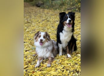 Liebenswerte Familienhunde Maex & Maya suchen ein neues Zuhause