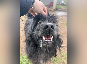 Tobi, altes Hundeherz möchte gern noch einmal ankommen dürfen