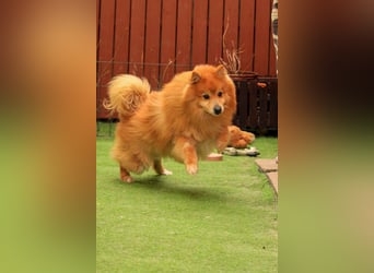 Balu SR – Schatz sucht Ruhe
