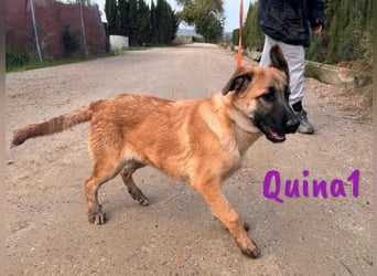 Quina1 06/2024 (ESP) - bezaubernde, aufgeschlossene & soziale Schäferhund-Mix Welpin!